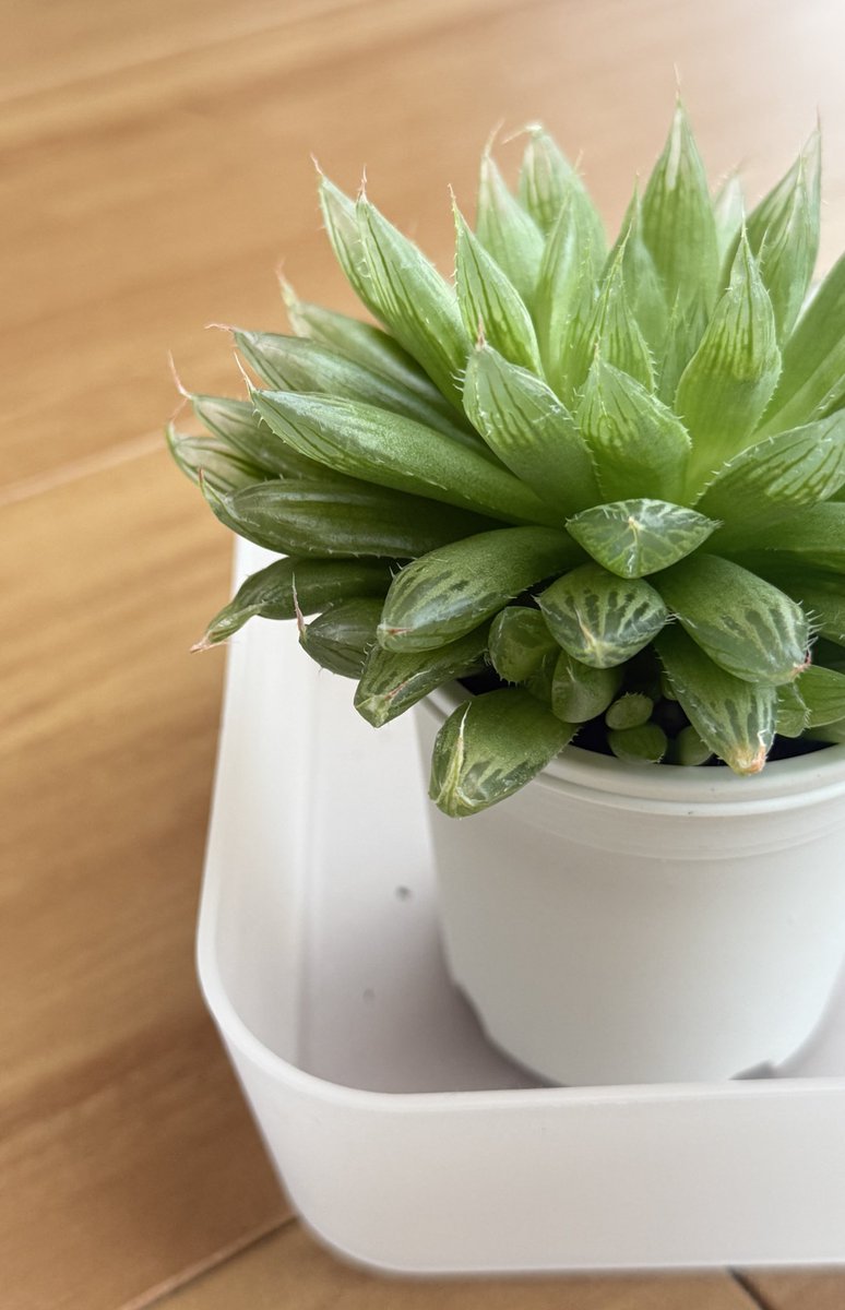 ダイヤモンドアートクラブ【多肉植物】 ダイヤモンドアートクラブ【多肉植物】 【公式通販】