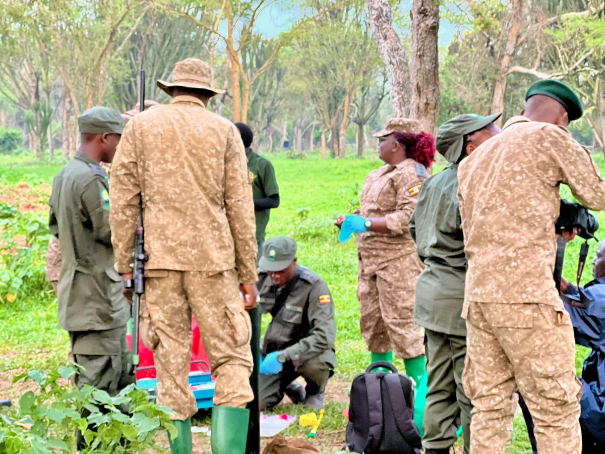 Jannie_jennah's tweet photo. This morning, history unfolds at Ziwa Rhino Sanctuary as rhinos prepare for their journey to Ajai Wildlife Reserve. The sanctuary is alive with anticipation. Rangers, veterinarians, and wildlife experts have already assembled, briefing each other on every step of the translocation. 

Tranquilizers, protective coverings for the rhinos’ eyes and ears, and all necessary substances to immobilize (dart) the rhinos are ready. To reduce stress and to ensure both the animals’ and people's safety and comfort. 

Emergency wildlife rescue vans stand nearby, while each team member prepares for the delicate work ahead. Safety is paramount, and every detail has been considered carefull

#RhinoConservation