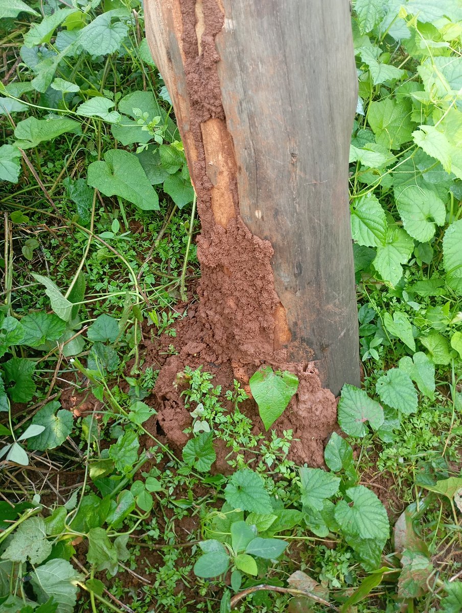 sbwebale's tweet photo. @UEDCLTD our pole in Mukono Kabembe has been eaten by termites and is bent it will fall soon...we kindly request for a new pole...we have reported but we are not getting help https://t.co/bZrF5ZpwhD