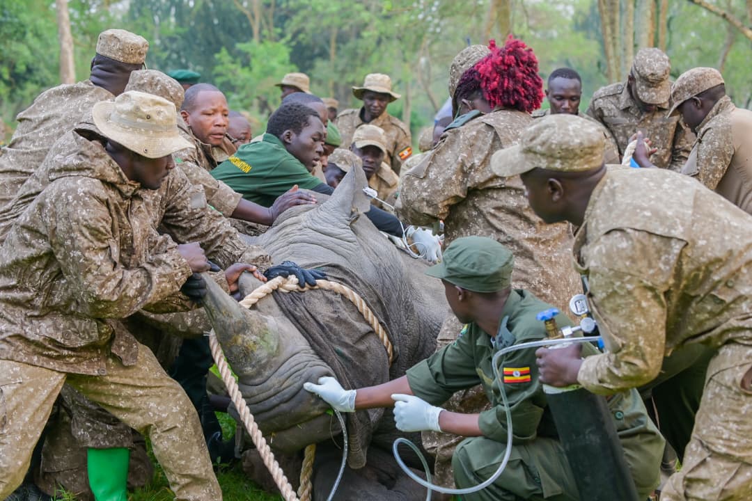 ugwildlife's tweet image. Each rhino is safely darted, examined, identified, and sampled. Health checks confirm the animals are fit for the journey to Ajai Wildlife Reserve.
#AnimalHealth
#RhinoConservation
#RhinoTranslocation