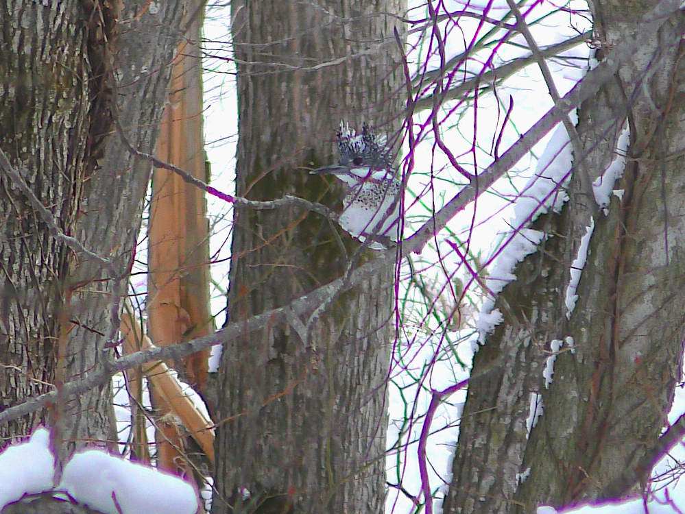 来運神社に(ちょっと遅い)初詣に行くと…聞き慣れない野鳥の声、川辺を双眼鏡で探すとヤマセミがいました。釣りをしない私はあまり見かけない種類ですし、特徴的な冠羽にも感動✨お参りする前に幸運が、さすが道東最強のパワースポットです。