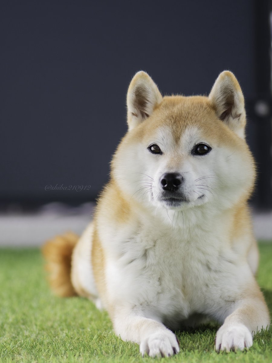 柴犬もも (@shiba210912) / Posts / X