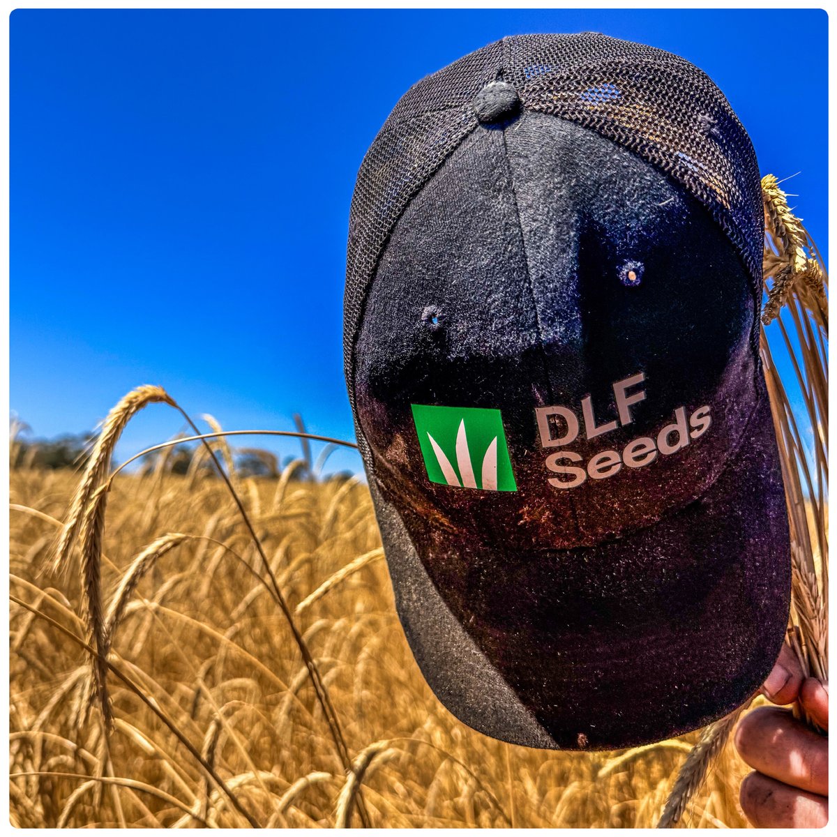 DLF Seeds tweet media