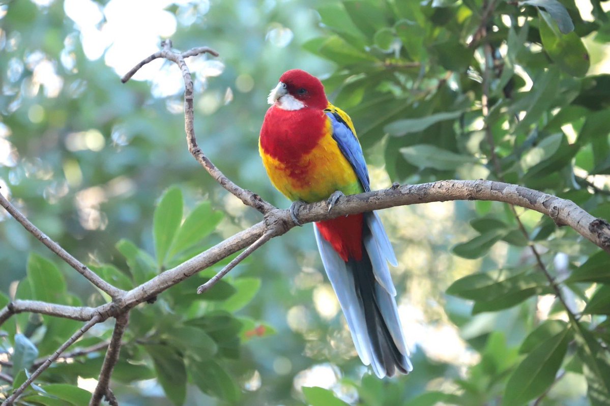 kbird_official's tweet image. 1月7日は『人日の節句』🌱
春の七草には含まれませんが、ナナクサインコを置いておきます🦜✨

#ナナクサインコ
#春の七草
#ナナクサ繋がり
#本日開園中
#キャンベルタウン野鳥の森