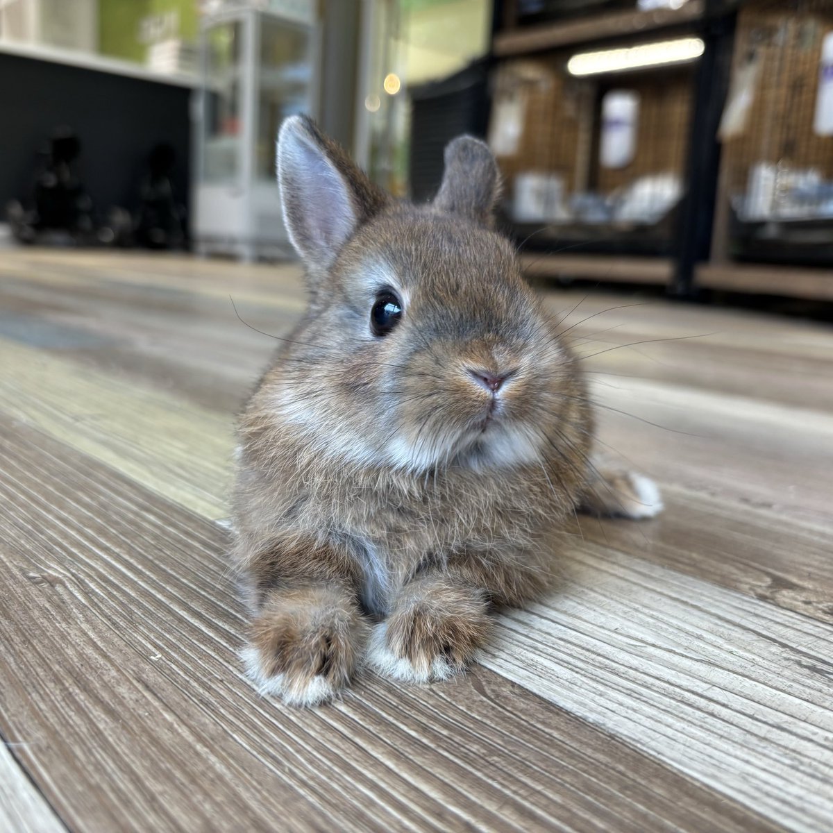 うさ様　確認用 かわいいばぶ顔🌼 #うさぎ #うさぎのしっぽ #南町田グランベリーパーク