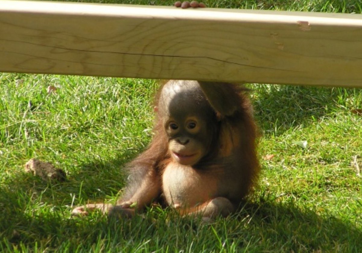 leafsape's tweet image. 