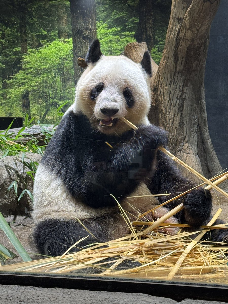 しろくろや　パンダちゃん　アーティストベア しろくろや (@shirokuro_ya) / Posts / X