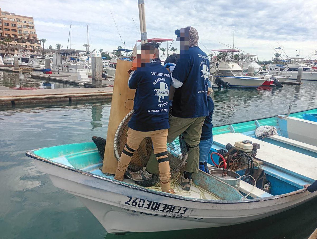 🔵 #LoUltimo Rescatan a lobo marino en riesgo en #SanCarlos; tendrá rehabilitación para liberación 
facebook.com/share/p/1Ap9Dp…