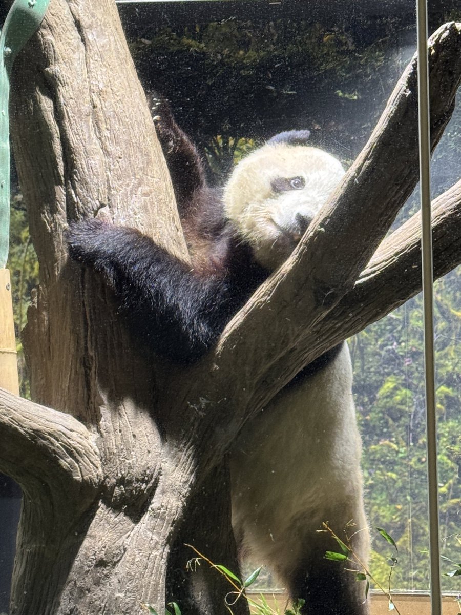 しろくろや　パンダちゃん　アーティストベア 作家様 テディベア アーティストベア ハンドメイド パンダ しろくろや