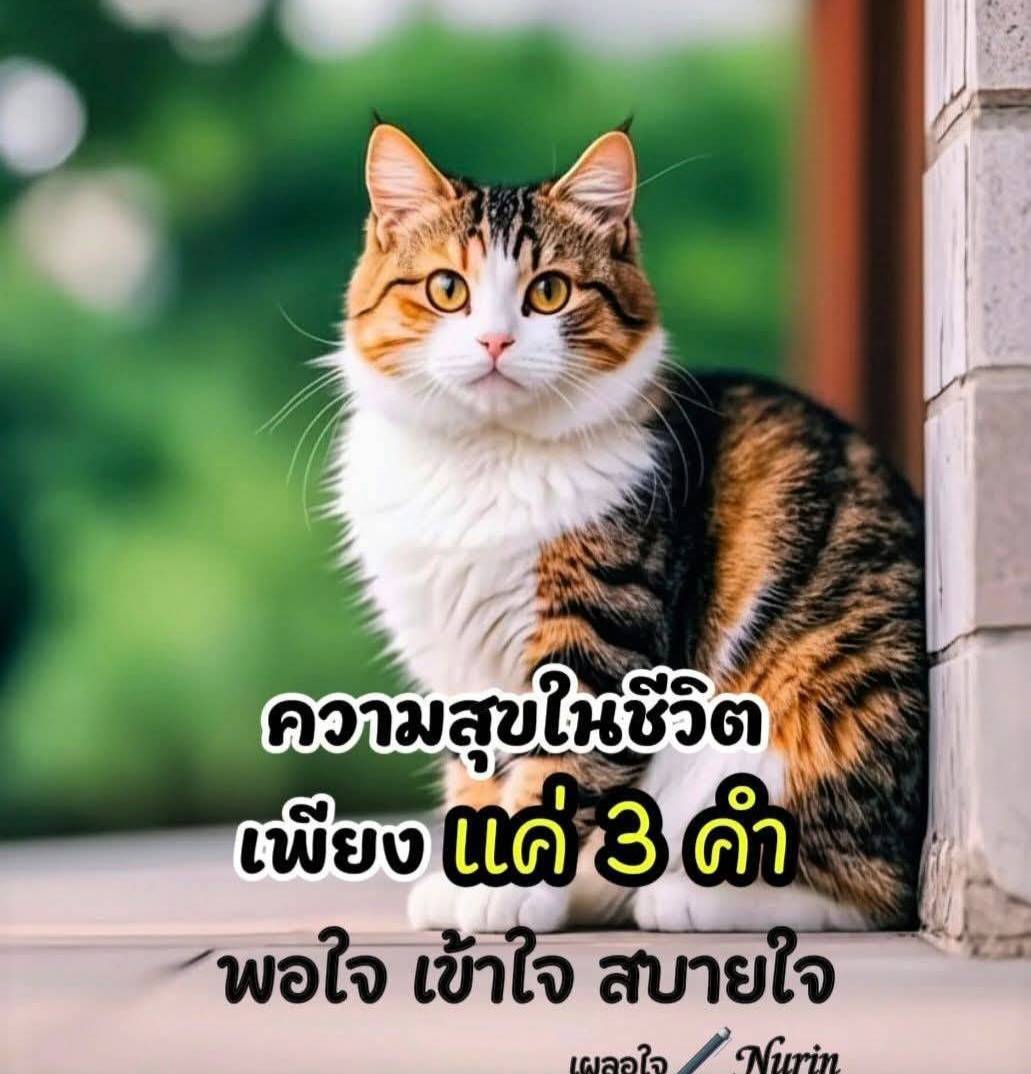 ชอบตื่นเต้น tweet media