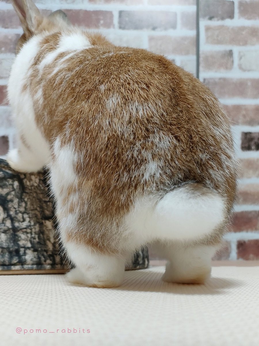 pomo_rabbits's tweet image. お嬢のおちり盗撮した🫣💗かわいい...