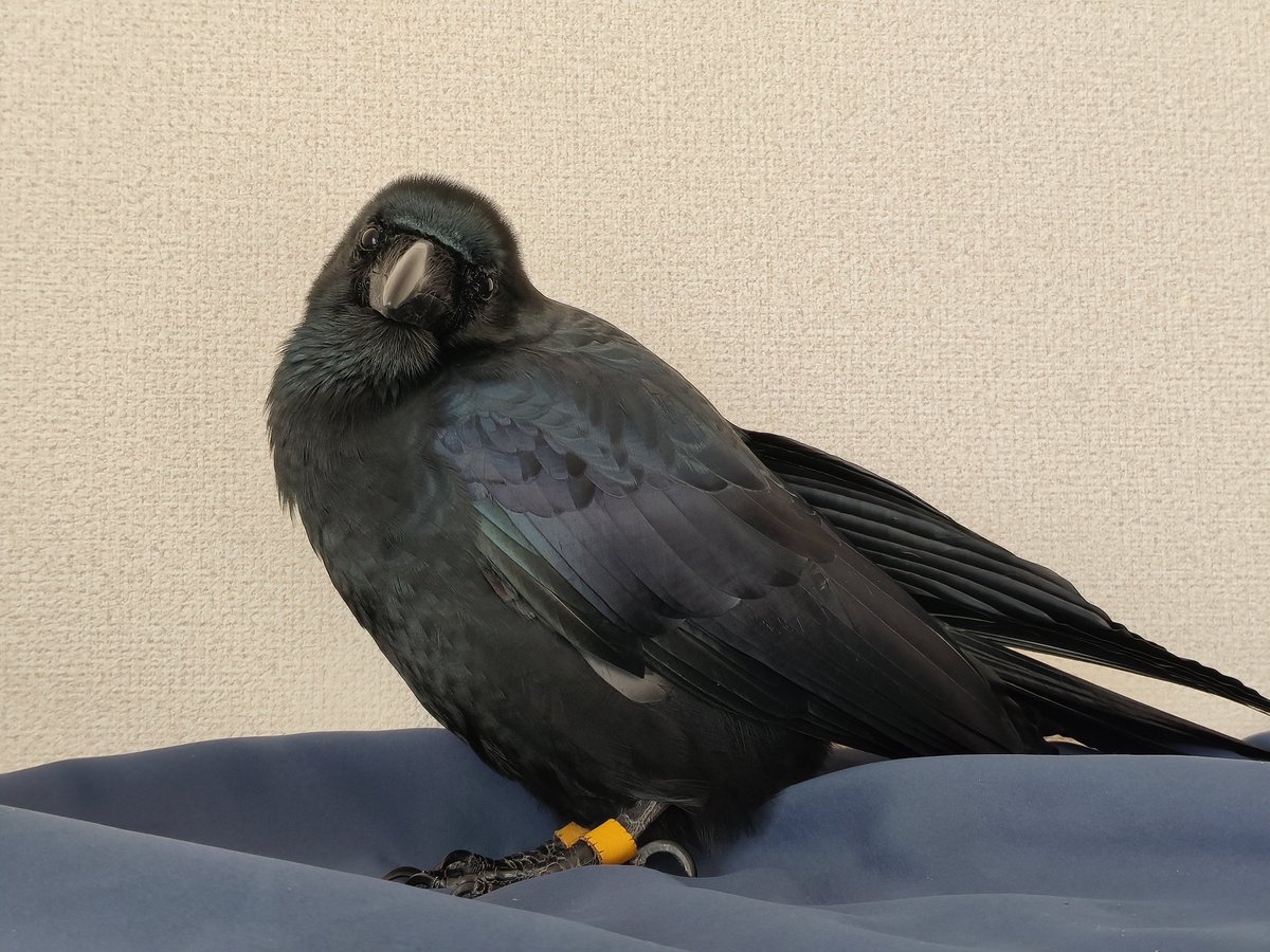 ウオノメ (@uonome_menmen) / Posts / X