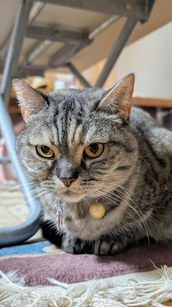 ねこさん⚡(ΦωΦ) (@catnap707) / Posts / X