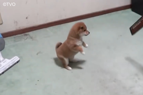 豆助 豆助 -Mamesuke- 公式 (@mamesuke_tvo) / Posts / X