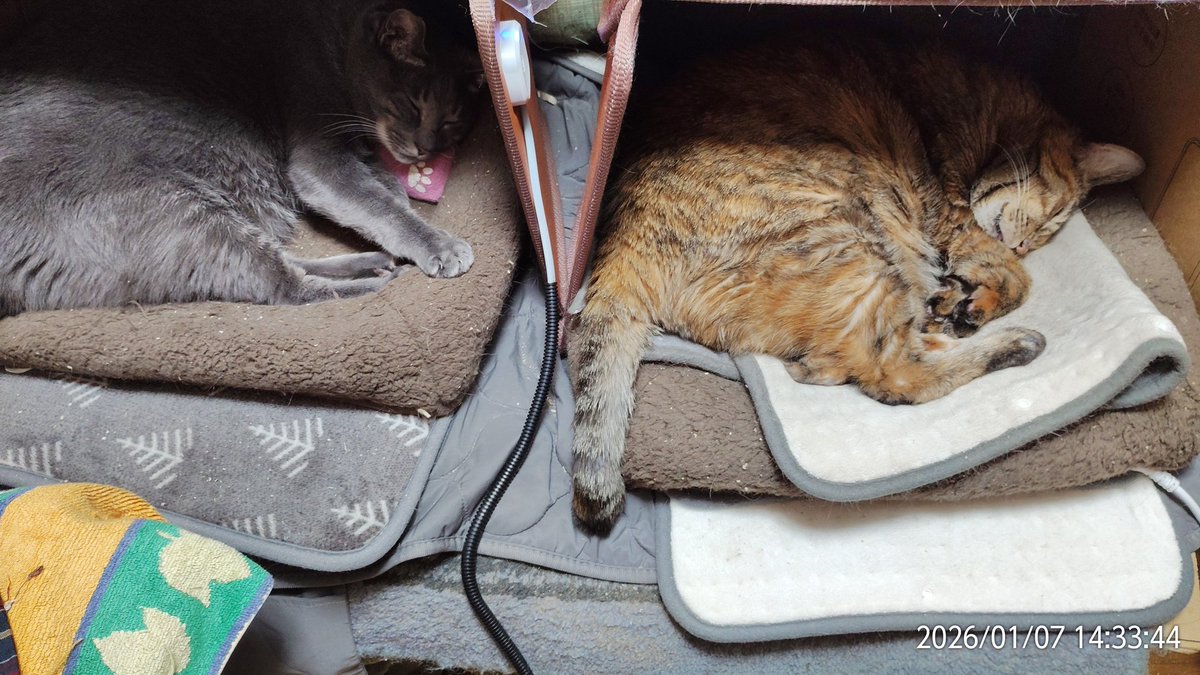 去年買ったパネルヒーターを二匹とも愛用中。 （三面から熱が来ると熱