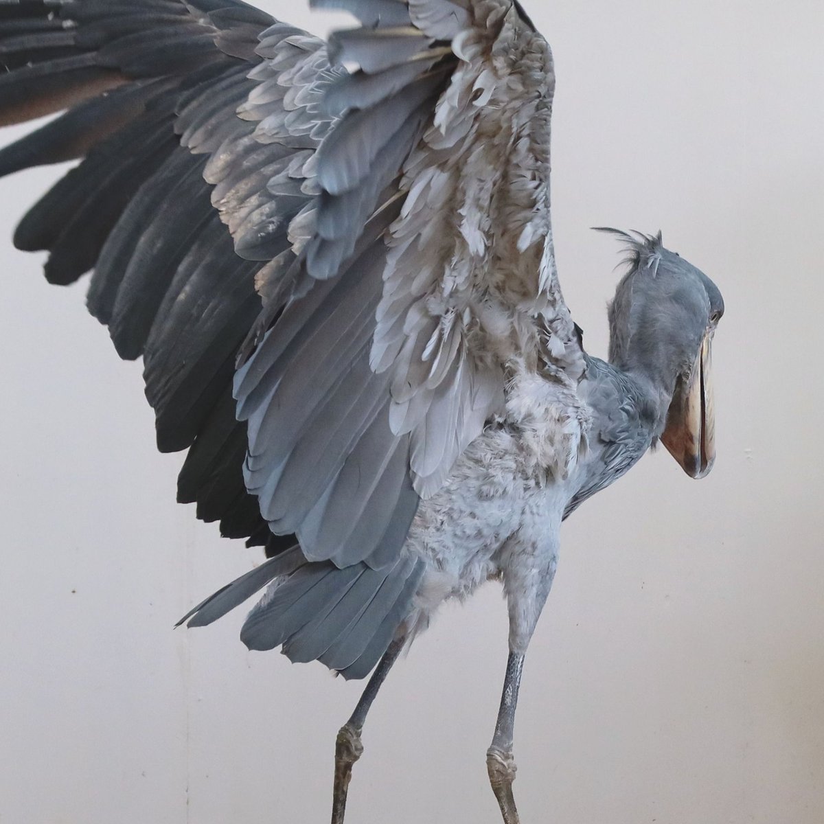 ハシビロコウ (@bIiWyicnGjuzhmc) / Posts and Replies / X