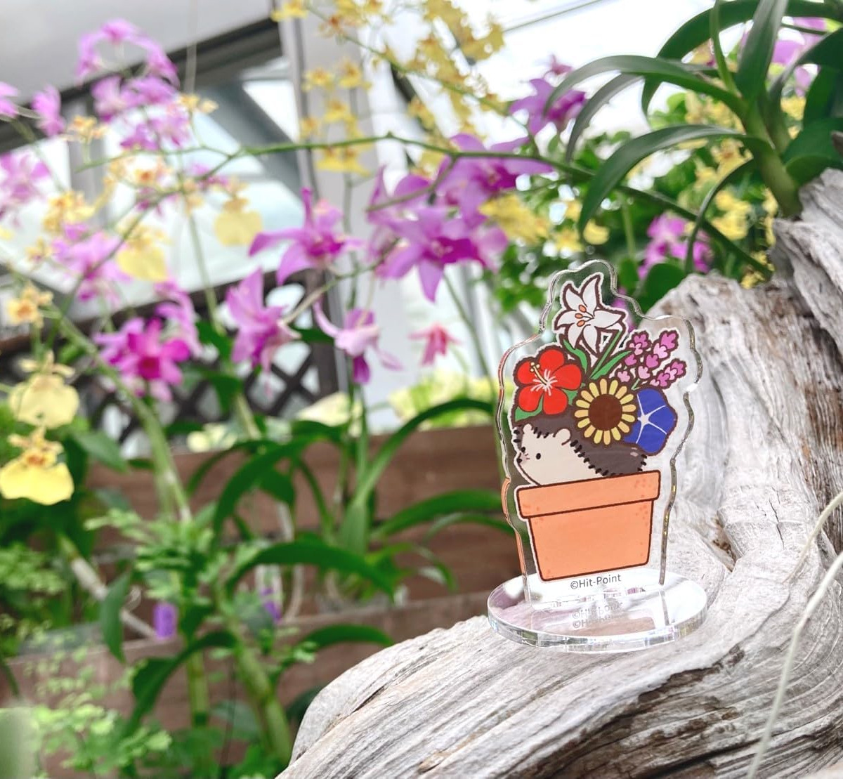 あつめラボ(Hit-Point OfficialShop) tweet media