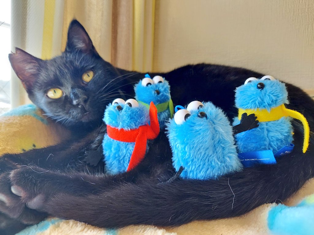 年末年始に七草のバイトに行った方から頂きました。毎年買っているから助かった〜😅やっぱり今年も朝は時間がないので夜に七草粥となりました🍚
保護猫さんのトライアル🐱 夜鳴きが続いていますが頑張ります💪
 #七草粥を食べる日 
 #猫のいる暮らし  #保護猫 
 #スンスン