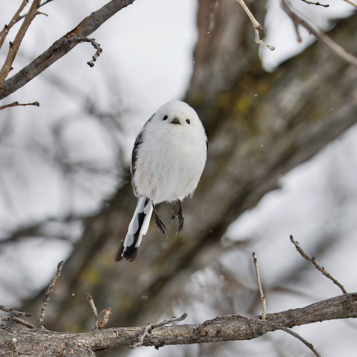 25 ぴょーん！！ 2025年12月撮影 #1日1エナガ #シマエナガ #野鳥撮影