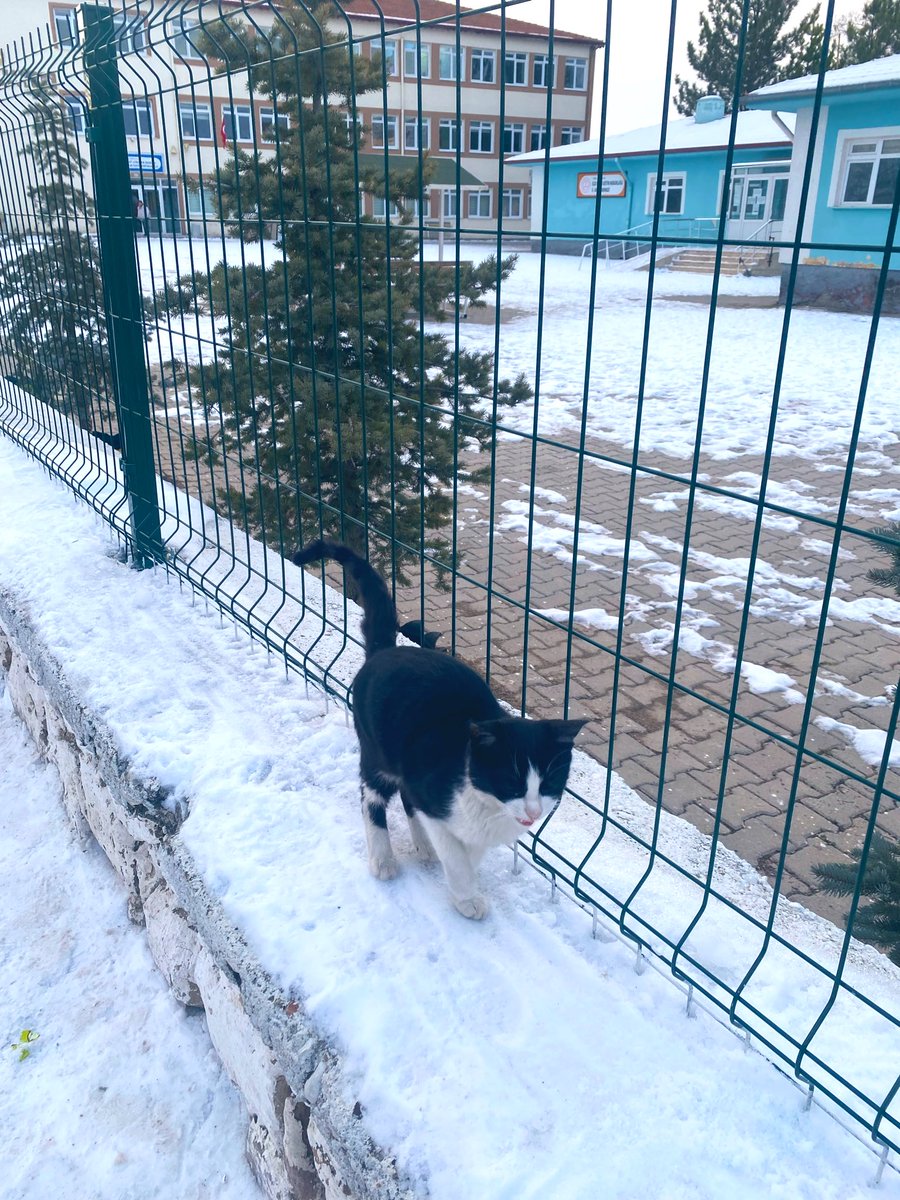 Bu havada bahçe nöbeti mi olur diye söyleniyor, haklı gibi🥶🤭😁 günaydın🌸