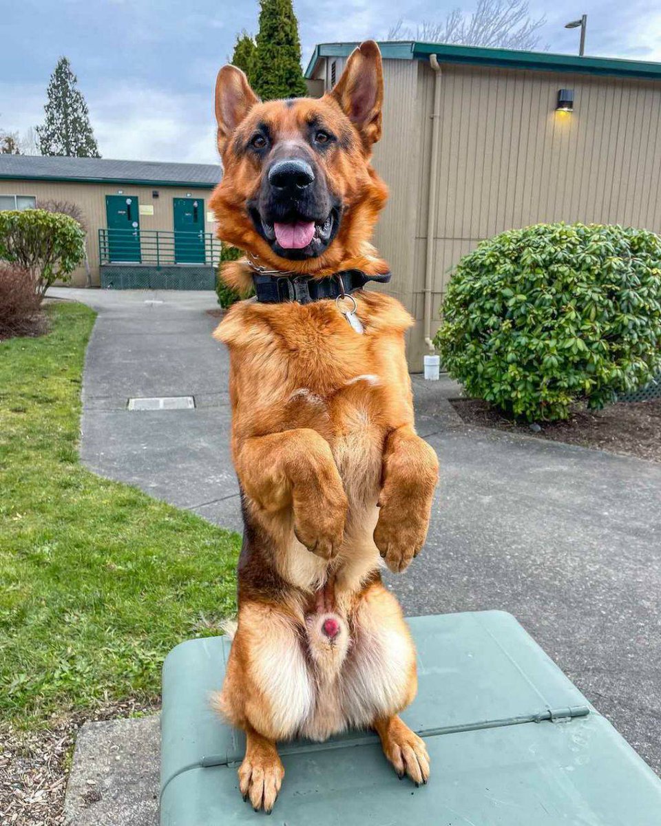 Captivating Canines tweet media