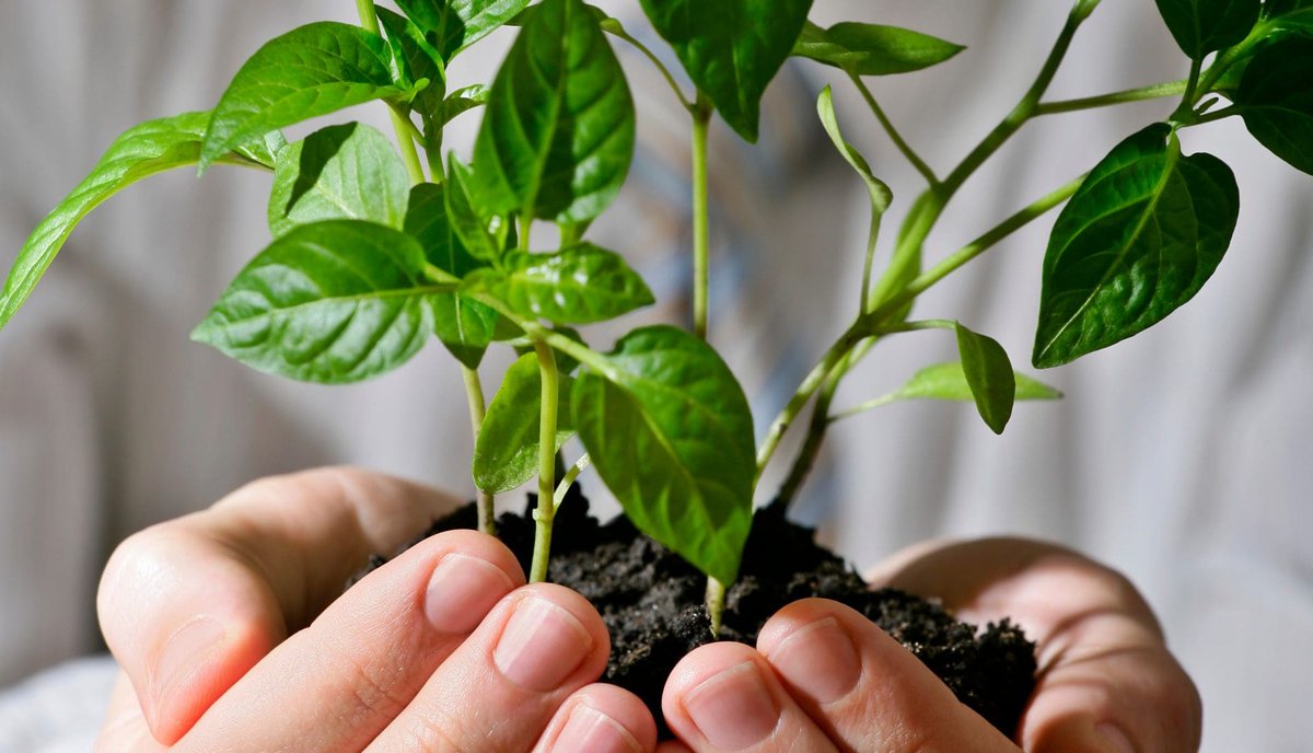 Errandbybellana's tweet image. Growth 🌱

I am growing, learning, and becoming better every day.
Small progress is still progress, and I celebrate it.
Good morning, great people 
#PersonalGrowth #StepByStep #PositiveLife