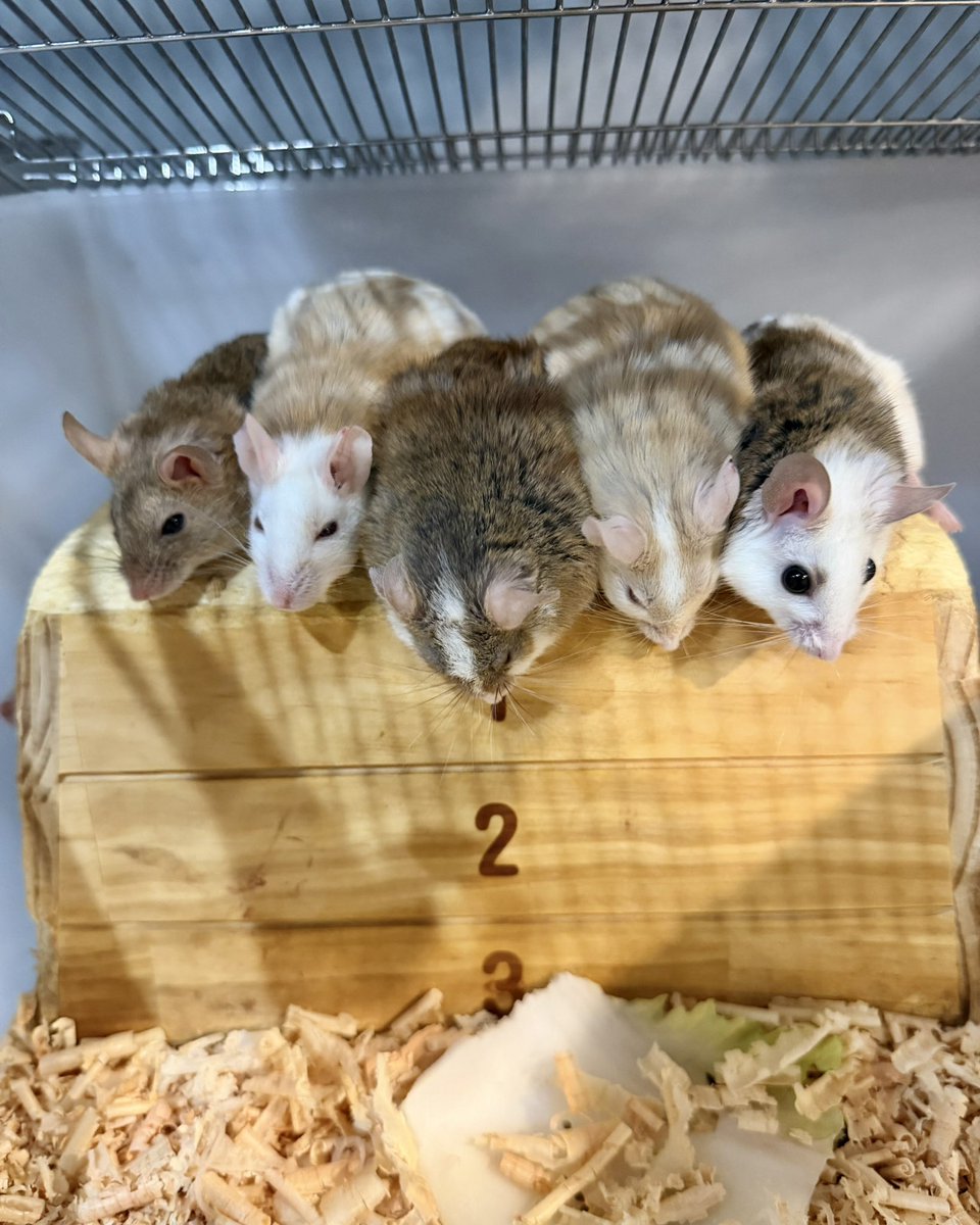 🐭 ヤワゲコロニー販売中 🐭

Side-B Collection店頭にて
ヤワゲネズミのコロニーを販売しています🛒✨

📩 ご購入をご希望の方は
ご来店前にDMまたはCLEAN RATS公式LINEまで
お問い合わせください😊

#ボールパイソン専門店 #餌販売