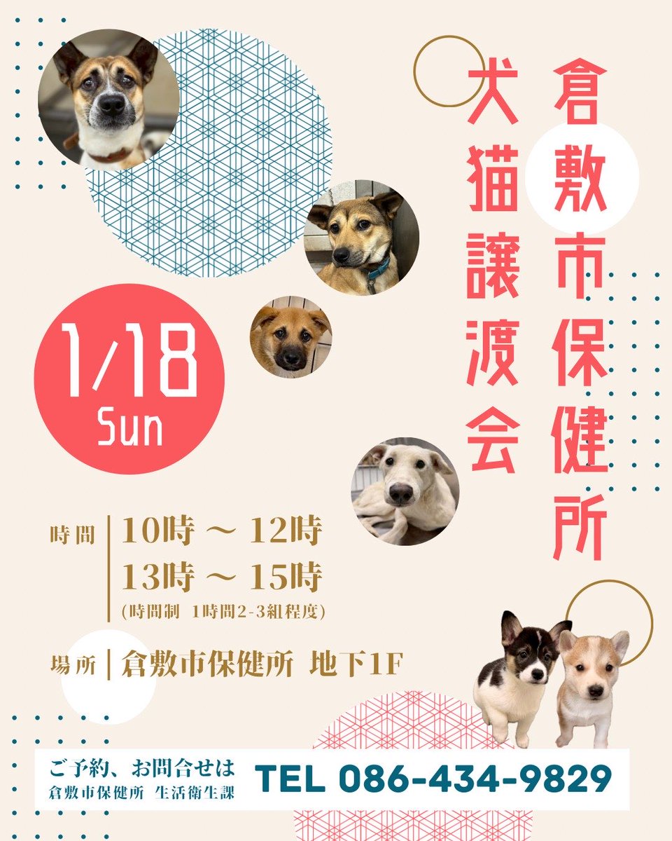 倉敷市保健所から保護犬をお迎えしませんか？🐕

今年最初の保健所譲渡会
1月18日(日)です
今年も譲渡会から素敵な出会いが
たくさん生まれることを願います🫶

ずっとのお家を待っているわんこたちと共に幸せになってくれるご家族をお待ちしています

倉敷市保健所は🌟全国どこから🌟でも来所可能です