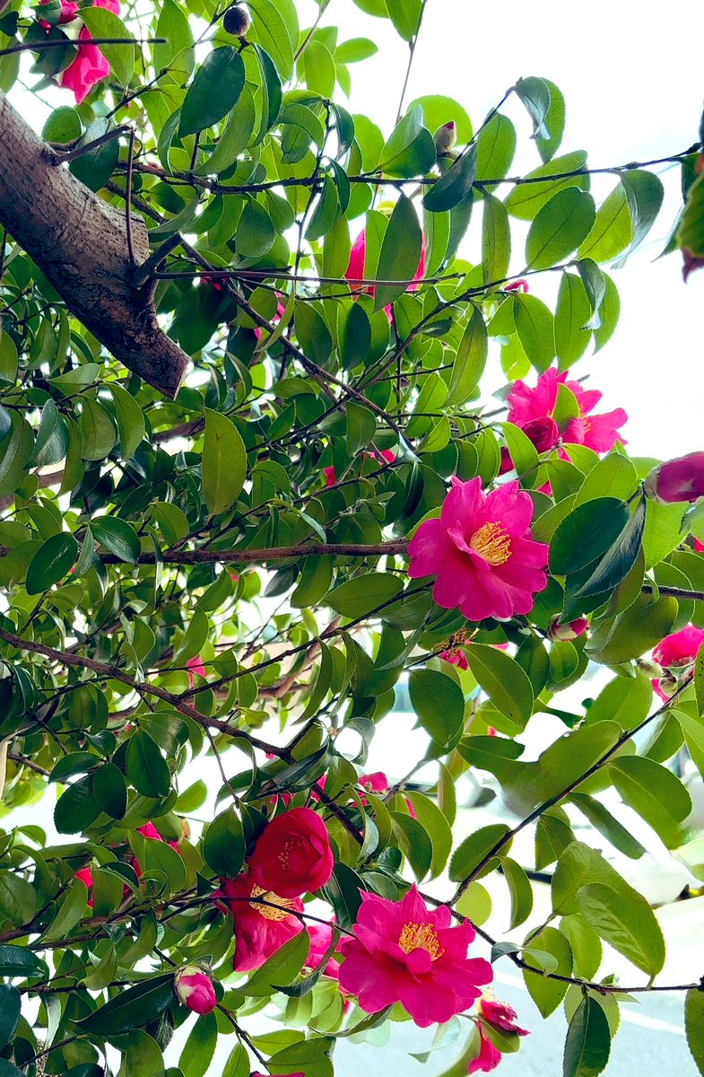 実家の山茶花🌺
ちらほら咲き出した様子😊
冬場のお庭は寂しい感じだけど少し華やかになったかな😍