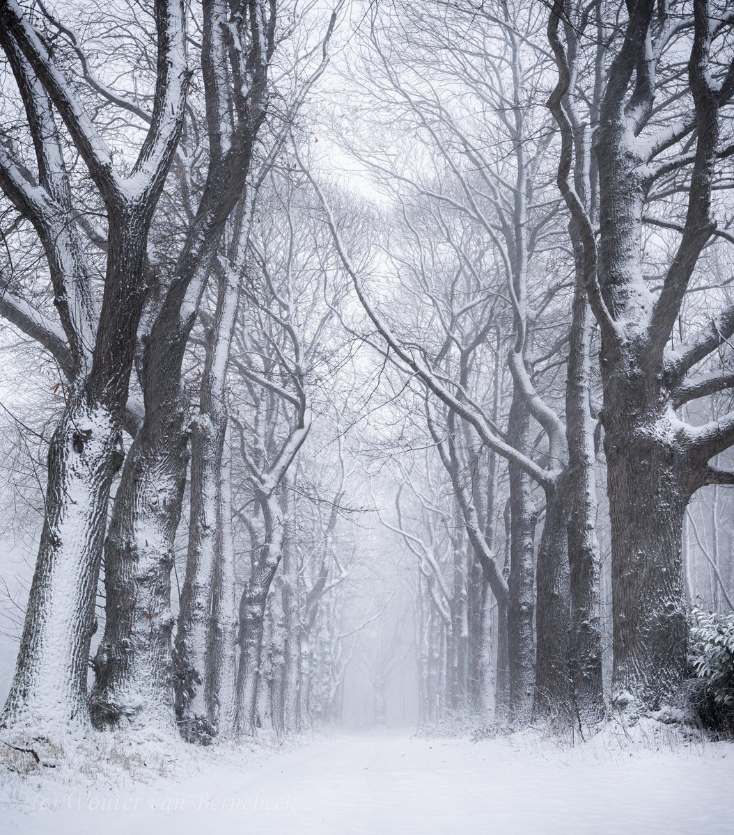 StormchaserNL's tweet photo. ❄️ Intensieve sneeuwval onder een laantje met oeroude eiken! Door de enorme hoeveelheid vlokken lijkt het mistig, maar dat komt dus door de neerslag. Koude maar geweldige omstandigheden voor de natuurfotograaf! #sneeuw https://t.co/4brE9E2Hn4