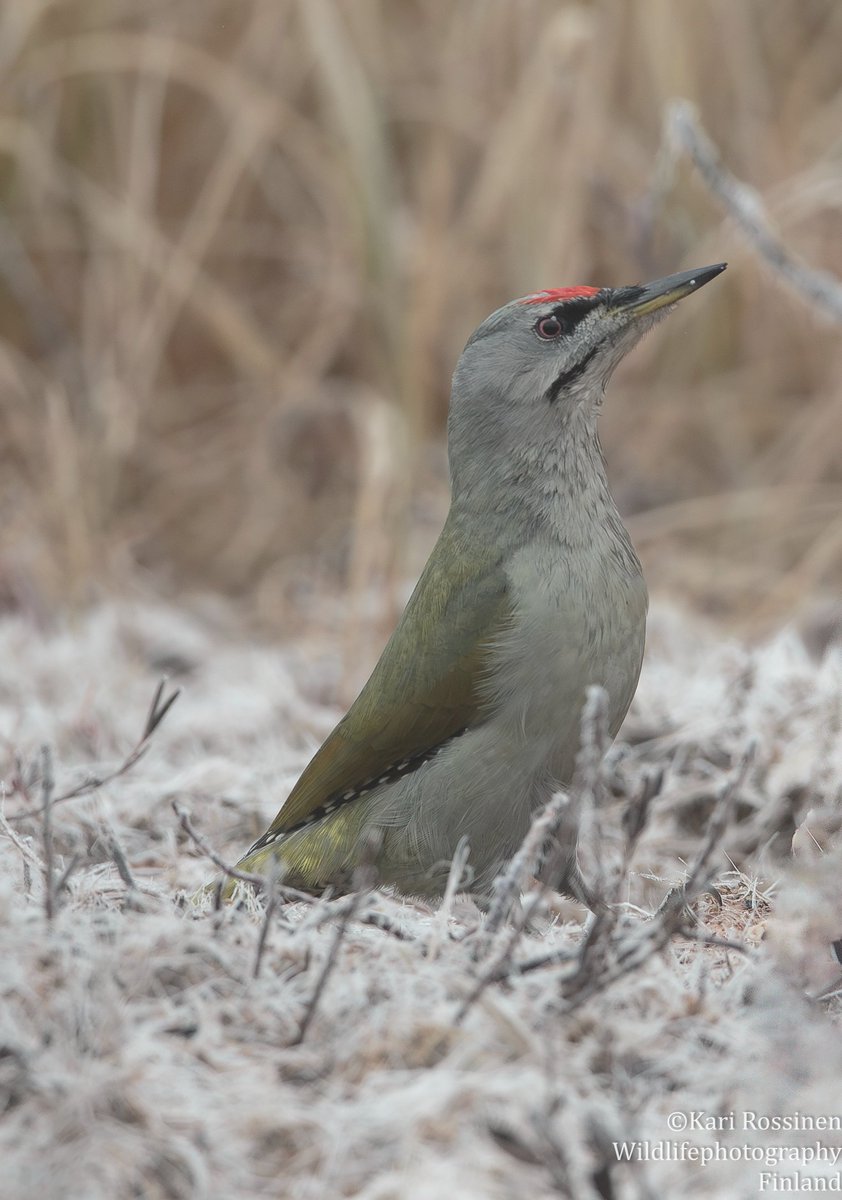 Harmaapäätikka, koiras.