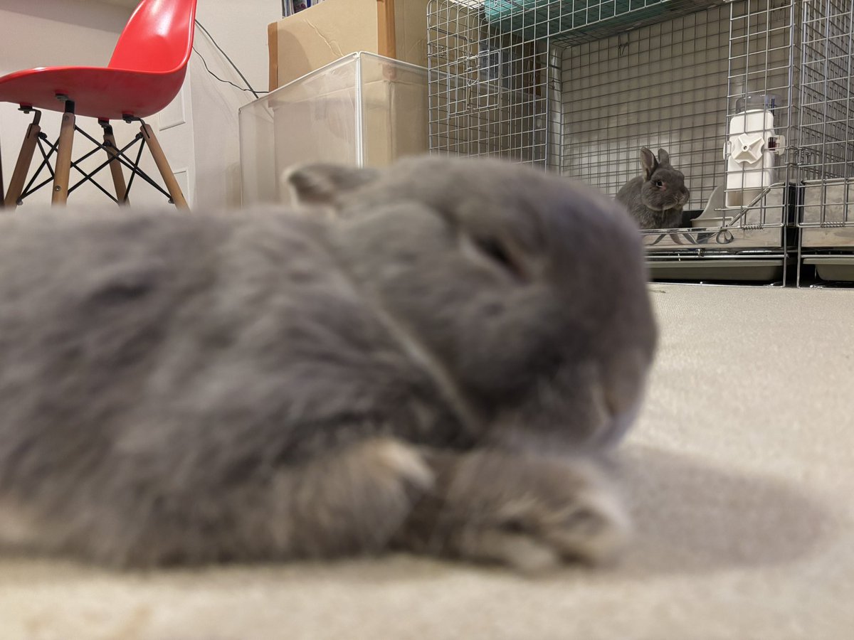 寝てるぴんに狙いを定めるたぬ🐰