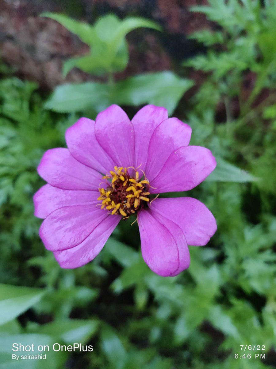 Purple 💜