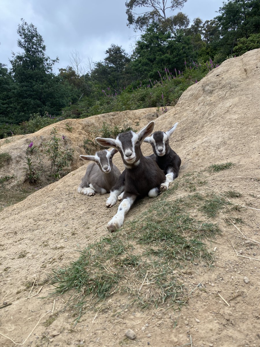 Baby goats!