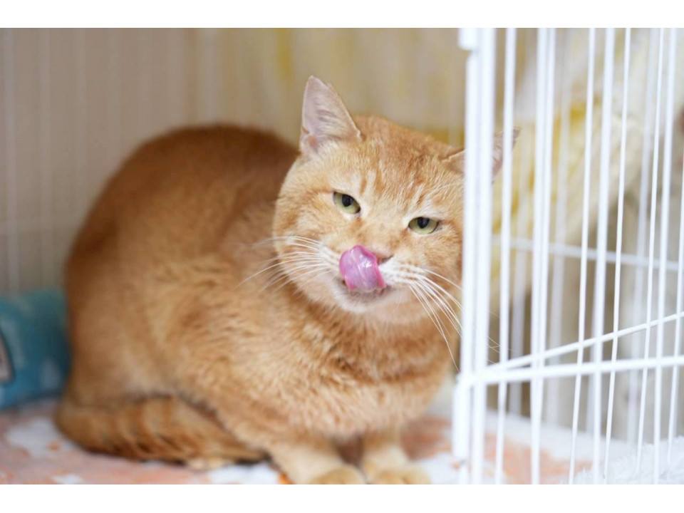 tokyo_foster's tweet photo. 少し怖がりだけど優しい猫さんのチャチャ君
神奈川県 ♂ 生後2才 の"チャチャ君"ちゃんです。
 #猫の里親募集 #神奈川県
詳細：https://t.co/pYkp30AUhs
写真： https://t.co/jJWb2kQ3gL