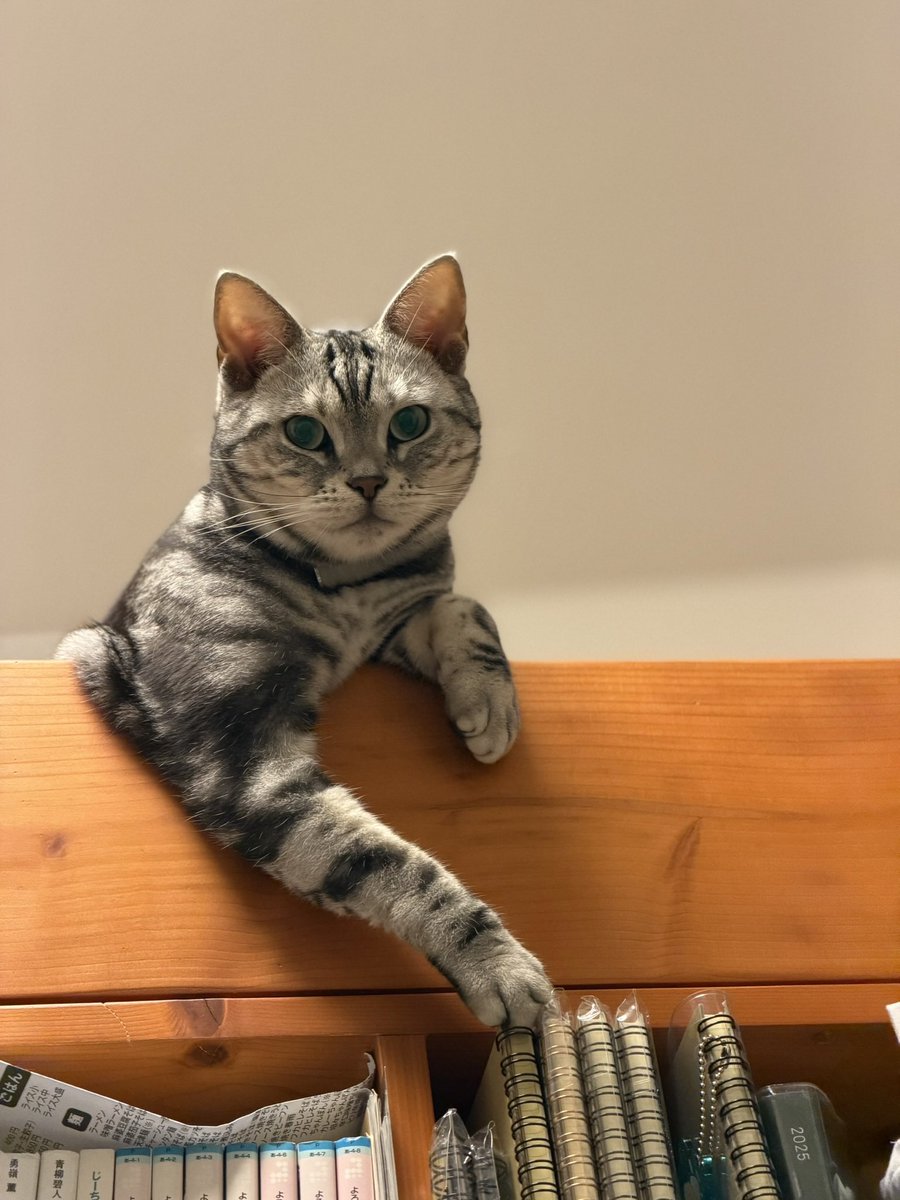 gomado's tweet photo. あけおめのねこです https://t.co/0OQV3KNCDL