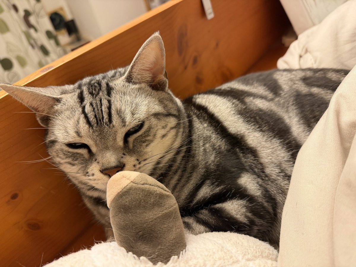 gomado's tweet photo. あけおめのねこです https://t.co/0OQV3KNCDL