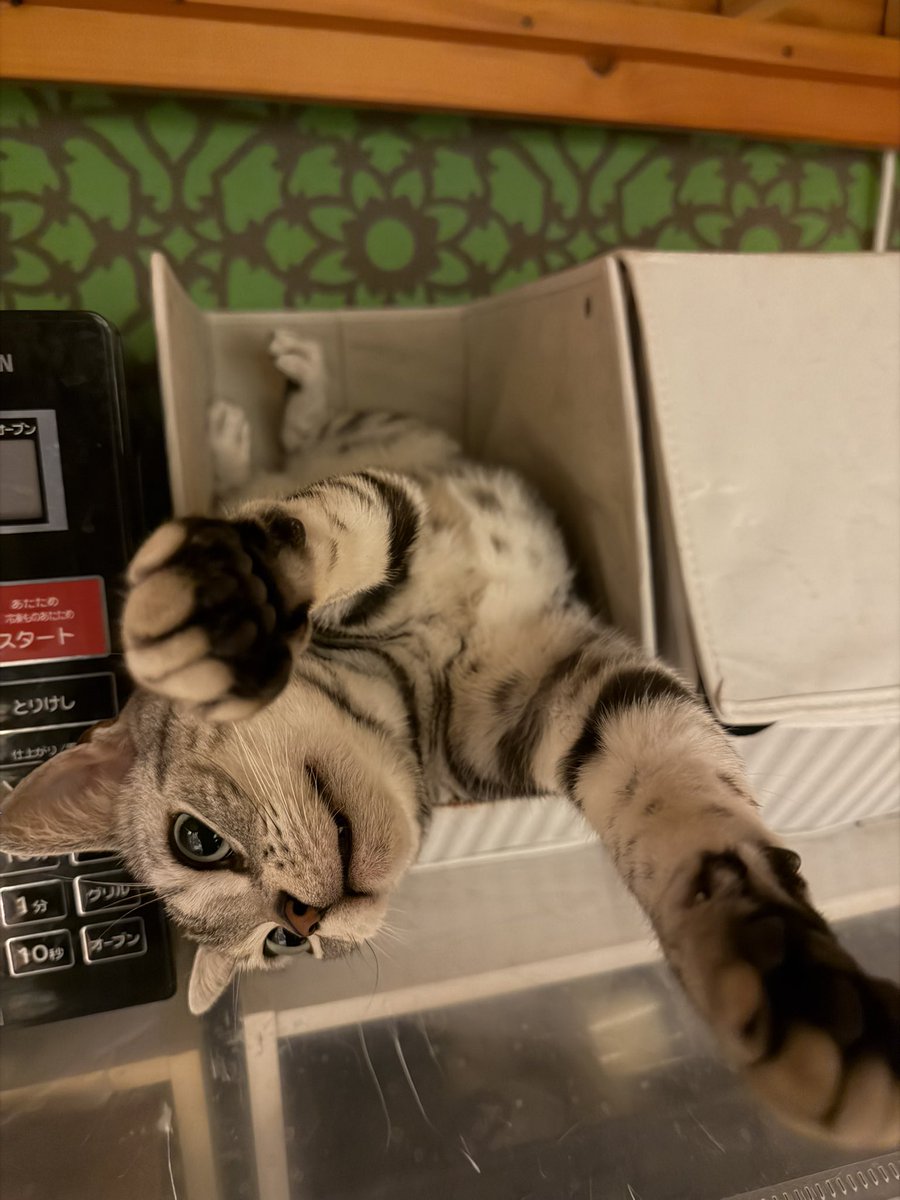 gomado's tweet photo. あけおめのねこです https://t.co/0OQV3KNCDL