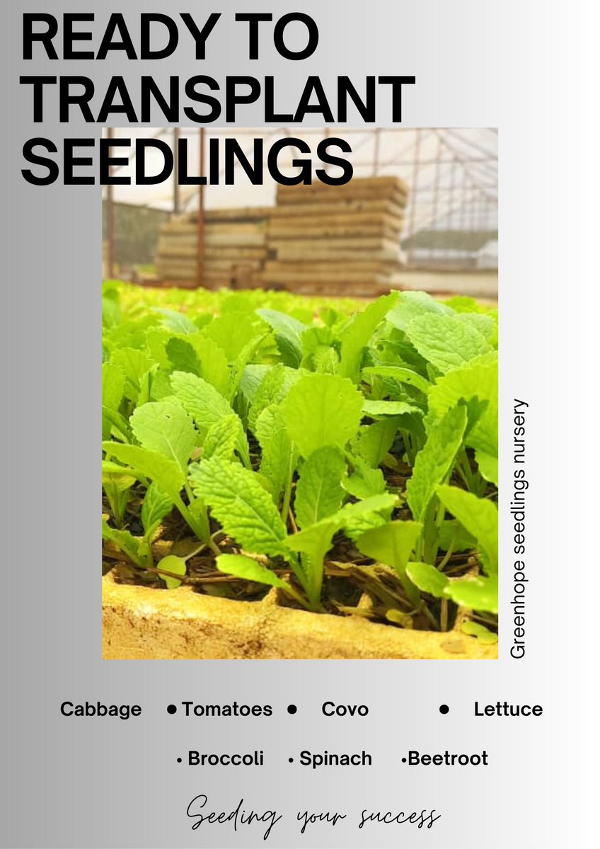 Greenhope Seedlings Nursery has these plants healthy, disease-free and ready to transplant:

• Cabbage: 3311, Fabiola, Majesty
• ⁠Tomatoes: 9009, Royal Plus, Select
• ⁠and many more….

Contact Elisha on 078 160 9809 or visit us at No. 1007 Cynthia Rd Ext, Mt Pleasant, Hre.