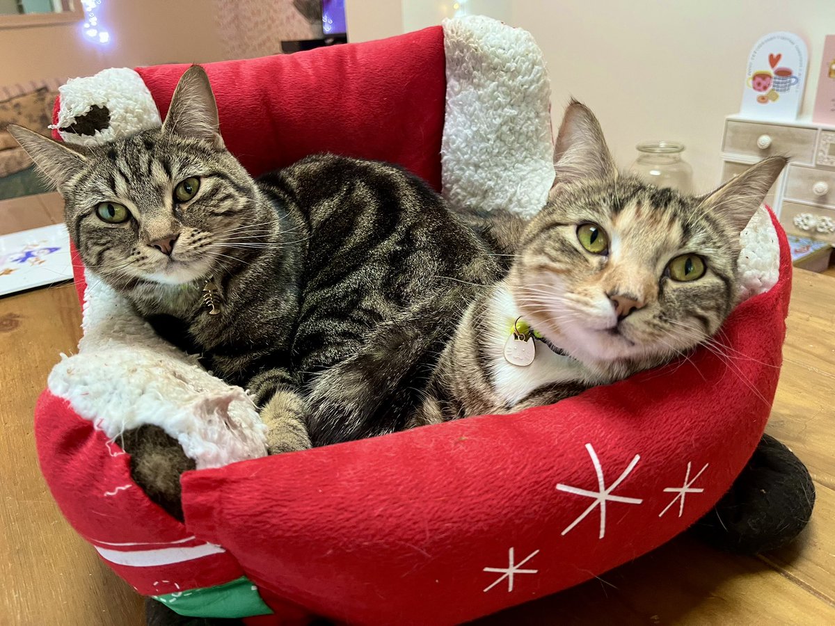 Malcolm_theCat's tweet image. Friends! The Sleigh Bed has been very well-used by everyone this Christmas, and is looking rather Worse-For-Wear. There are two big holes and the stitching is coming apart. When the Decorations were going back in the loft though, Percy and Cleo staged a Sit-In and wouldn’t let…