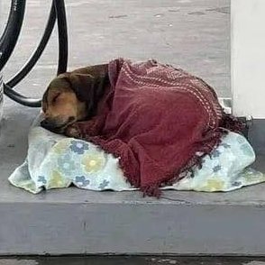 AcervoCharts's tweet image. Em dia de chuva, frentistas de posto acolhem cachorrinho e fazem caminha com cobertor.