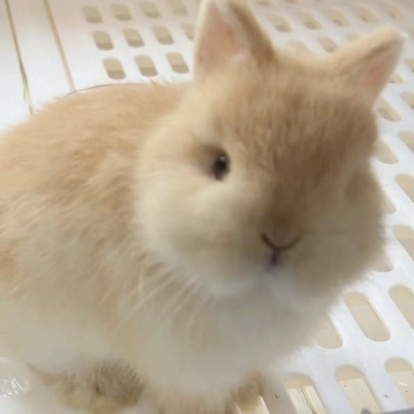 tosyongzip's tweet image. 