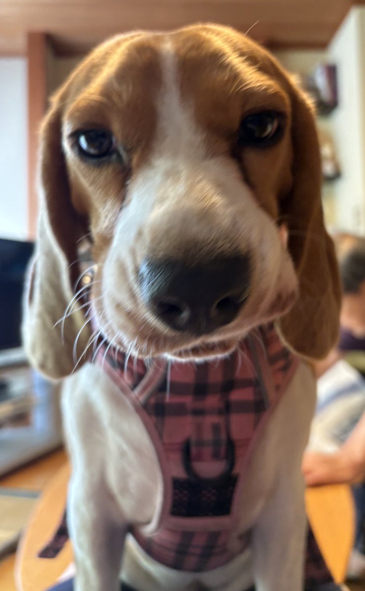 beagle_0408's tweet photo. で、サモエドカフェにはいくら使ったの？ https://t.co/7GbKFVVRzq