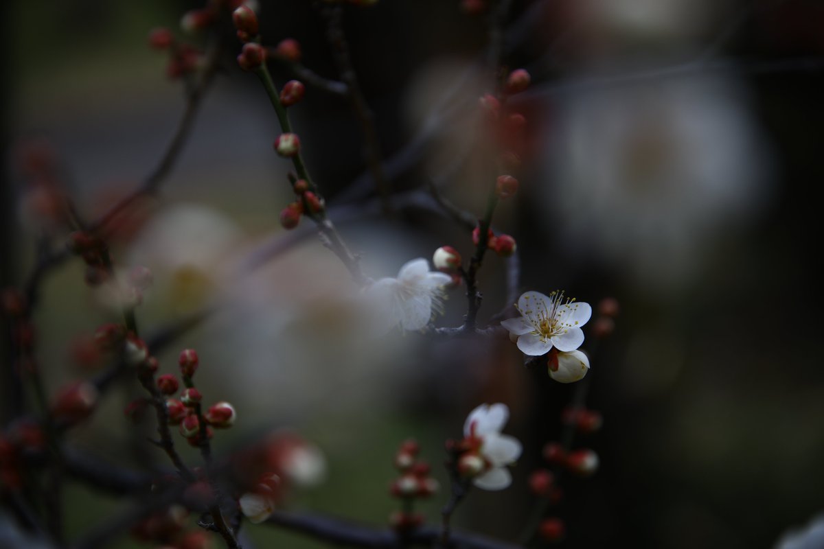 神代植物公園 【公式】 tweet media