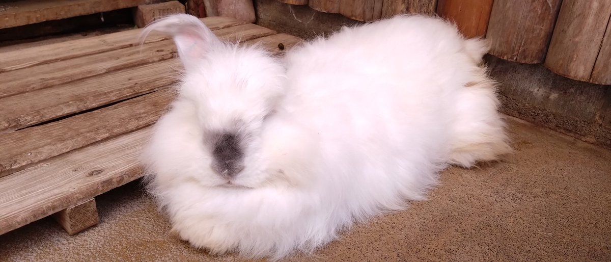 連休も終わりということで、うさぎさんチャージしてきました