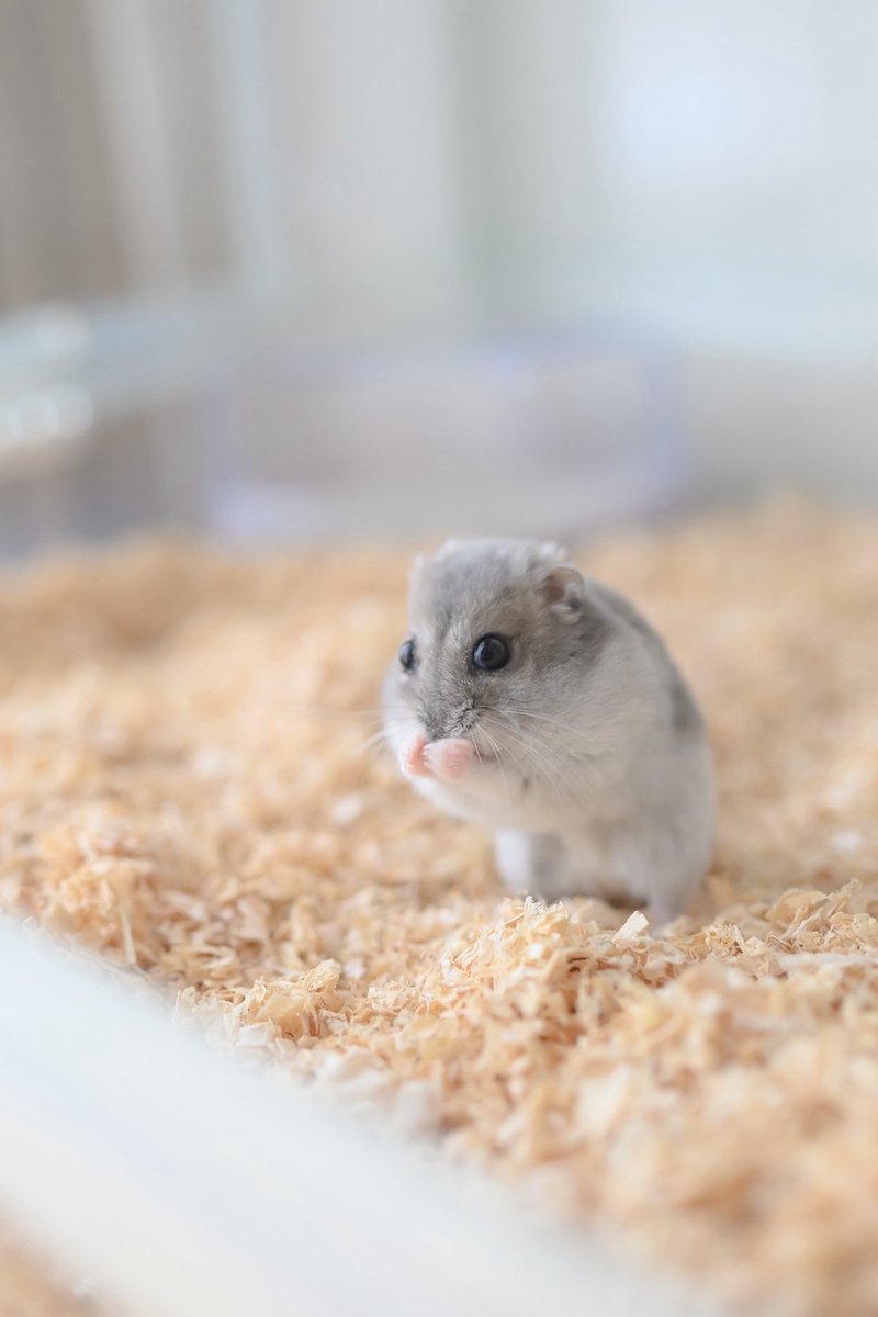 gsm_iham2's tweet image. 口に手を当ててるところがかわいい