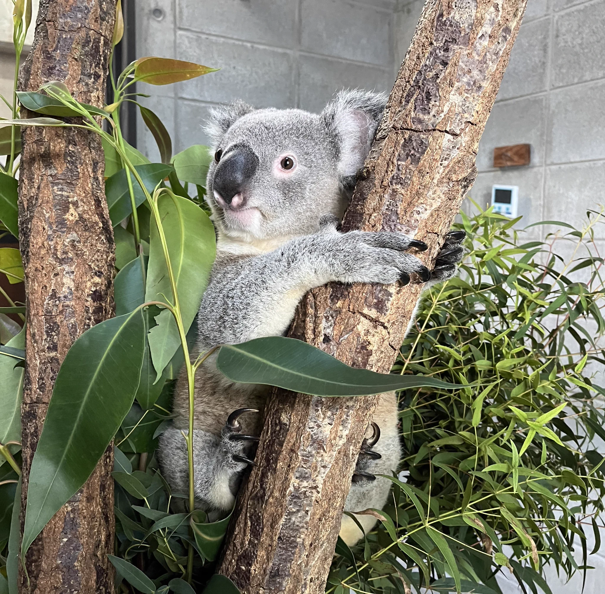 神戸市立王子動物園（公式） on X: 