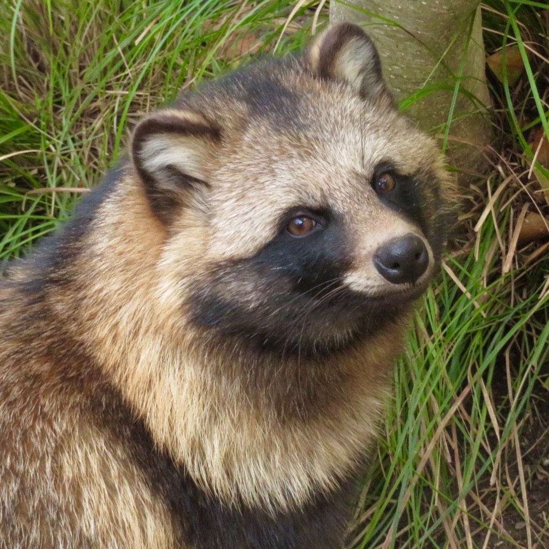 TLにたぬきのドアップ画像をあげて人々を幸せにしよう計画 たぬきは目