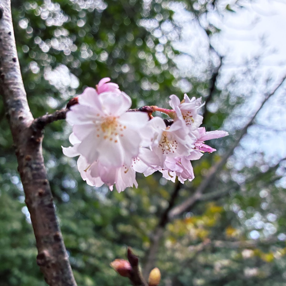 遅ればせながら、あけおめです。久しぶりにXを開いたら、フォロワーさんたちの姿に胸がいっぱいに。
私はあれから、忘れたふりをして日々を過ごしていましたが、体は正直です。今年も１日１日、悔いのないよう生きていきます。