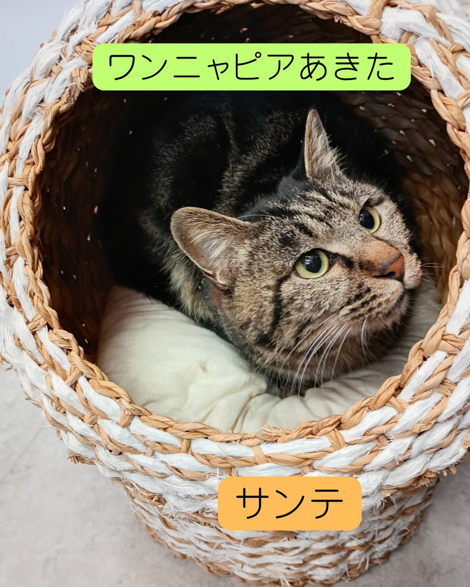 wannyapia's tweet photo. 【家族募集中🐱】
名前：サンテ
性別：メス
年齢：４〜５ヶ月（R7.12月時点推定）

※譲渡にあたり条件があります。
お電話にてマッチングを受付しています。詳細はホームページをチェック🌲

ＨＰ：https://t.co/wAtrxX8D80 https://t.co/Nyga6UsiEE